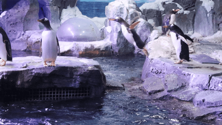 Into The Wild With Spray Foam: From Caves To Penguin Exhibits 1 PENGUIN 9