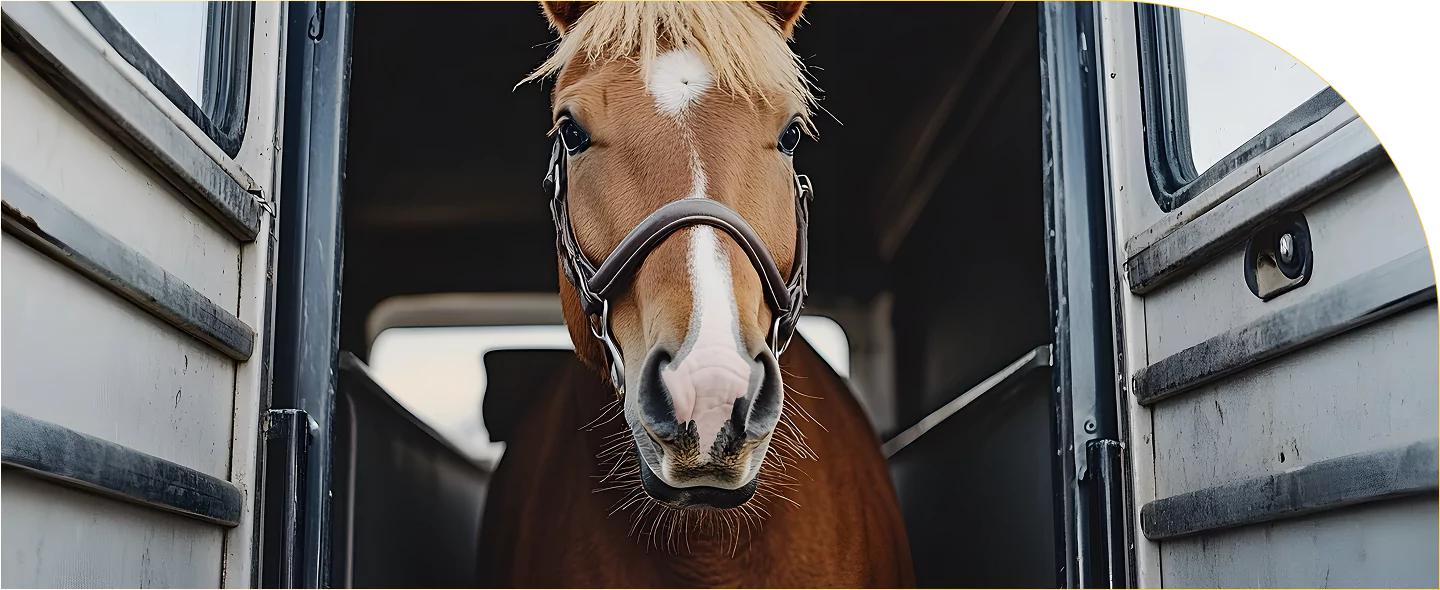 UNDERSTANDING WHY HORSE TRAILERS WEAR OUT