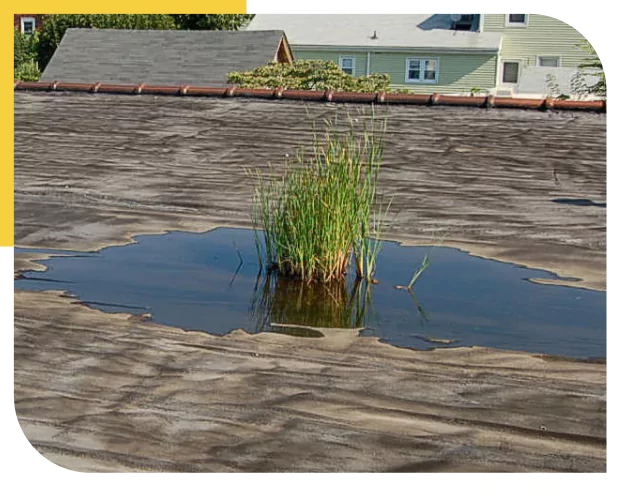 Water pooling and plants on a flat rooftop