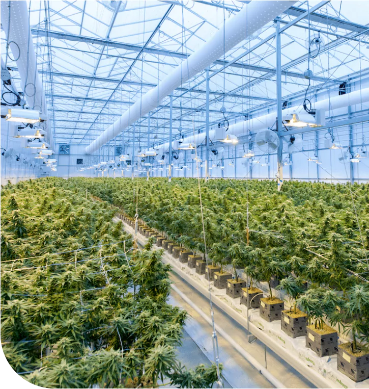 Large-scale cannabis greenhouse with grow lights