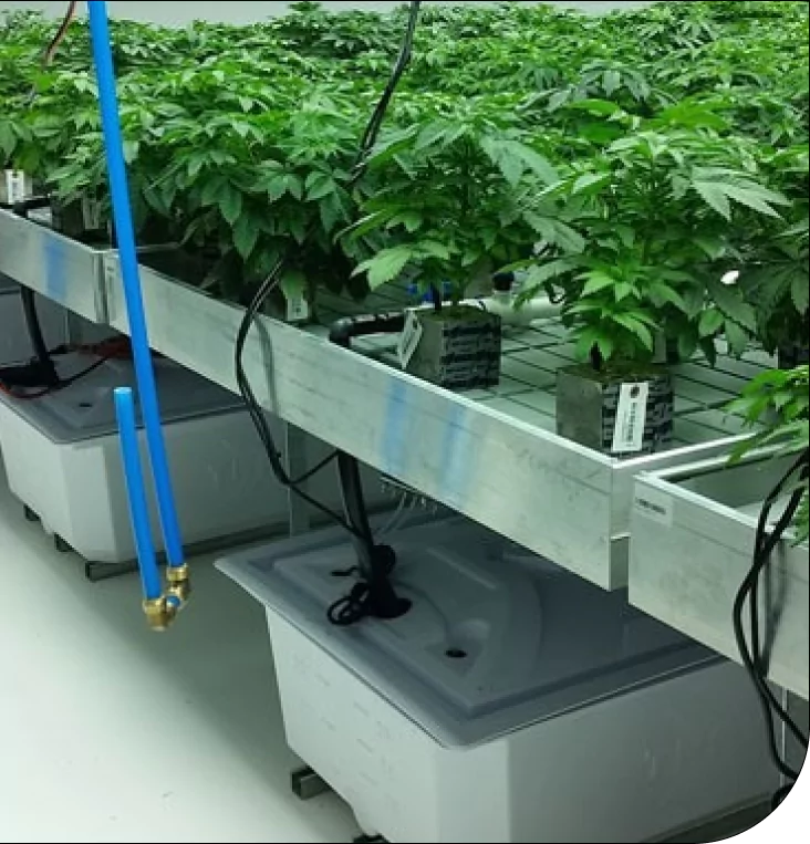 Hydroponic cannabis plants in a grow facility